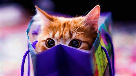 [100+] Cute Cat Hd Wallpapers | Wallpapers.com