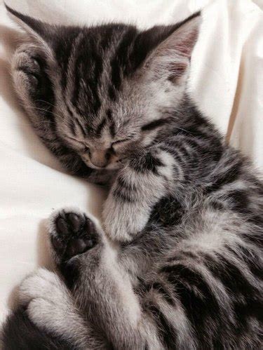 Just 26 Kittens Sleeping Real Weird | Cuteness