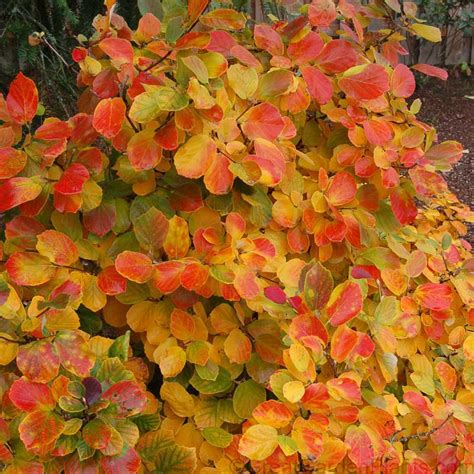 Fothergilla gardenii - fall coloring | Flowering shrubs for shade ...