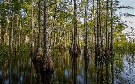 Big Cypress National Preserve | Greater Miami & Miami Beach