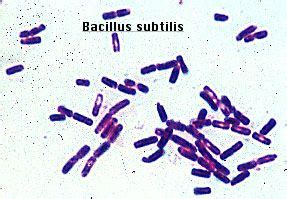 bacillus subtilis - Google Search | Microbiology, Bacillus subtilis ...