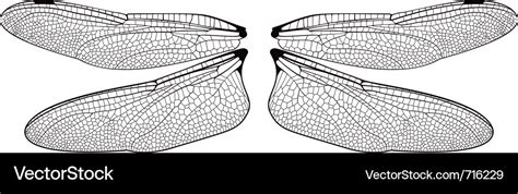 Dragonfly wings Royalty Free Vector Image - VectorStock