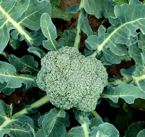 Broccoli - growing, sowing, planting, harvesting heads of broccoli