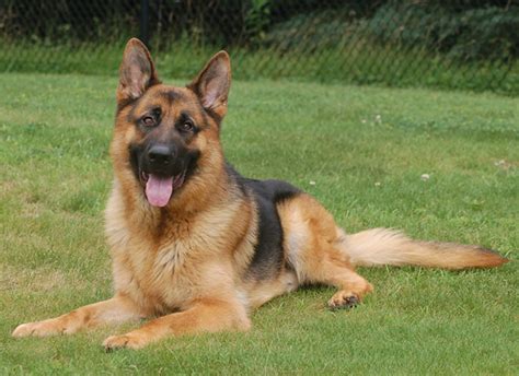 German Shepherd Guard Dogs for Sale - Security Guards Companies