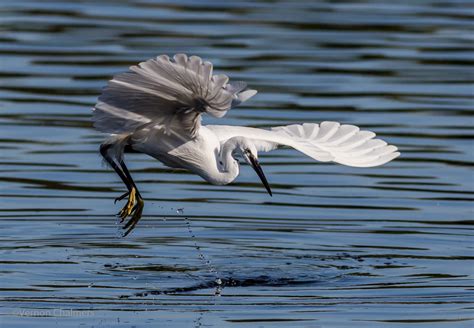 Vernon Chalmers Photography: Birds in Flight Photography Training Cape Town