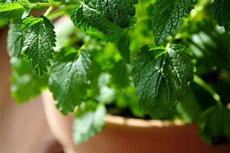 14 Medicinal Herbs You Can Grow | Reader's Digest