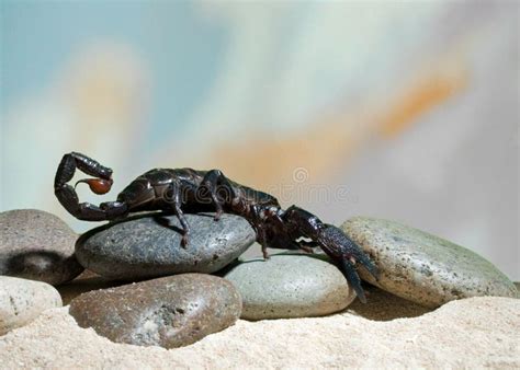 Black Scorpion stock photo. Image of colors, scorpion - 14413352