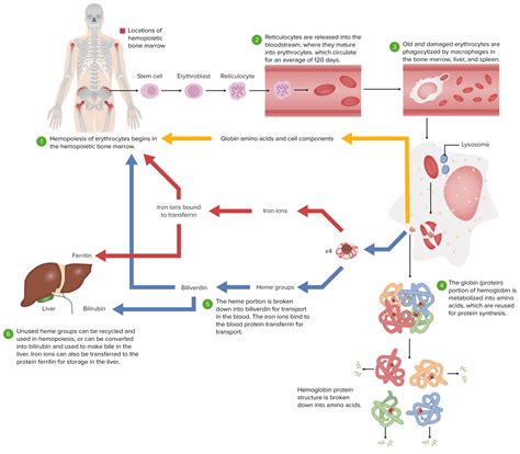 Hemolytic Anemia | Concise Medical Knowledge