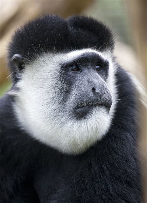 Black and White Colobus Monkey Portrait Stock Photo - Image of colobus ...