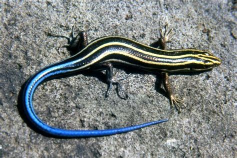 Five-lined Skink Facts and Pictures