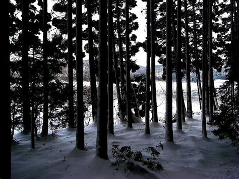 Lakeside Cedar Forest With Snow Photograph by Photographer, Loves Art ...