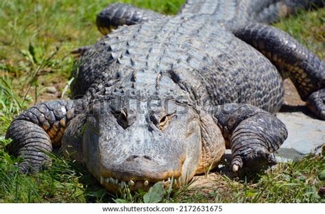 18,359 Crocodile Swamp Images, Stock Photos & Vectors | Shutterstock