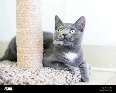 A gray and white domestic shorthair kitten sitting next to a scratching ...