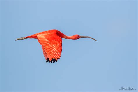 Scarlet Ibis - Kester Clarke Wildlife Photography