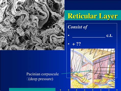 PPT - Cutaneous Membrane Accessory Structures PowerPoint Presentation ...