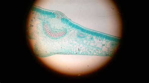 Monocot Leaf Under Microscope