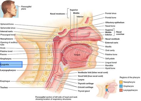 Epiglottis anatomy, location, function and epiglottis infection