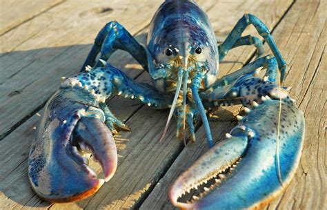 Lobsterland: Homarus americanus. In blue.