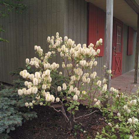 Fothergilla major ‘Mount Airy’ (Fother’gilla major monticola)