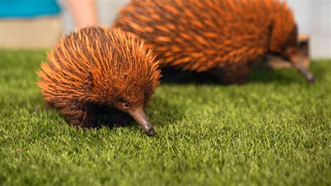 Cute alert: Busch Gardens debuts rare baby echidna | Busch gardens ...