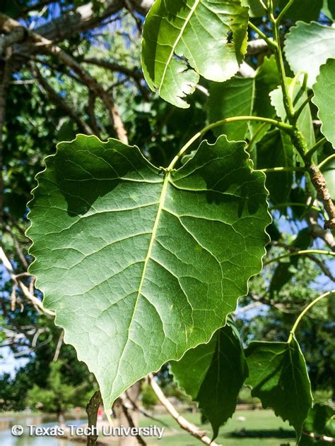 cottonwood tree leaf drop - Charlena Bertrand