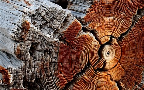 wood, Trees, Texture, Nature Wallpapers HD / Desktop and Mobile Backgrounds