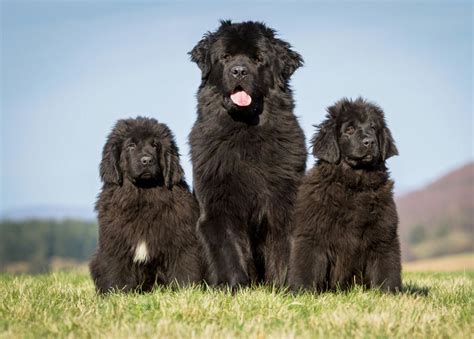 Newfoundland - Breed Profile | Australian Dog Lover