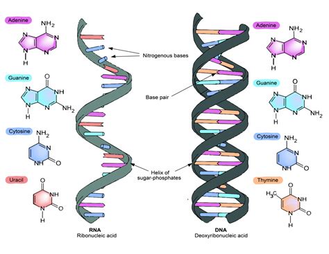 3 4 Nucleic Acids The Evolution And Biology Of Sex | Free Nude Porn Photos