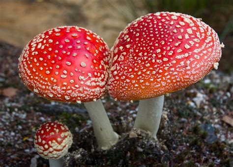 Why Mushrooms Rule the Fungi Kingdom