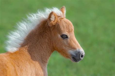 28 Horse Manes We Just Can't Get Enough Of