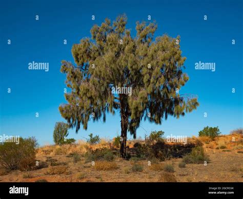 Desert Oak, Allocasuarina decaisneana, in outback Central Australia ...