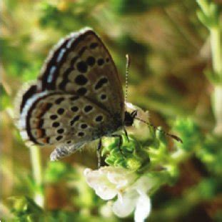 Sinai baton blue ( Pseudophilotes sinaicus ), its marked localities of ...