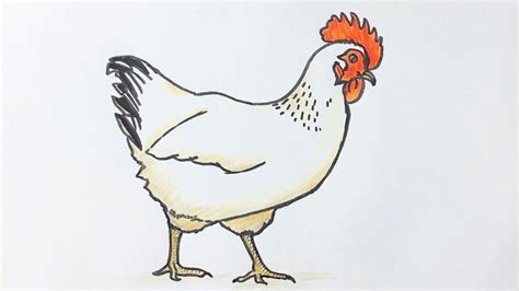 how to draw a chicken