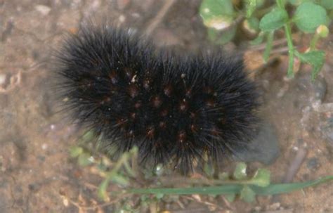 Fuzzy Black Caterpillar