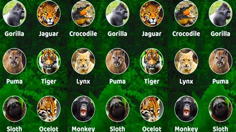 Jungle Animals Pictures With Names