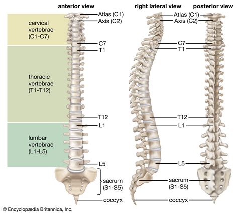 Cervical Vertebrae Anatomy C7