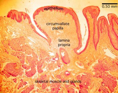 Tongue Histology Tongue Labels Histology Slide 1012 | The Best Porn Website