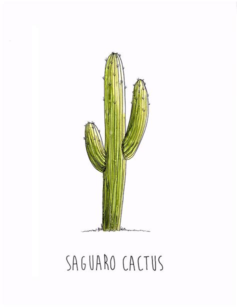 Cactus Drawing at GetDrawings | Free download