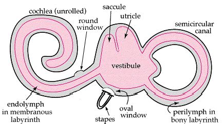 Oval window - Wikipedia