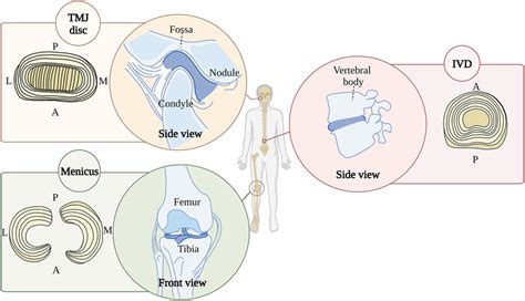 Anatomy and morphology of TMJ disc, meniscus, and IVD. A, anterior ...