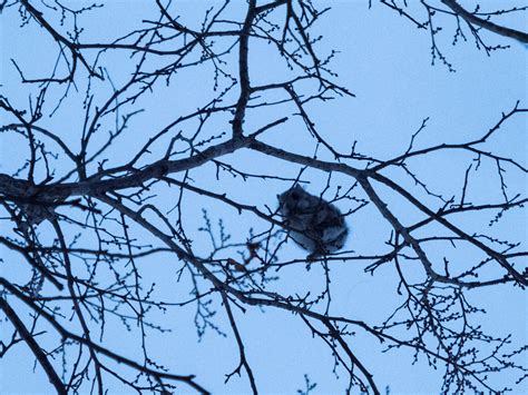 How to find a wild Hokkaido momonga flying squirrel | HokkaidoWilds.org