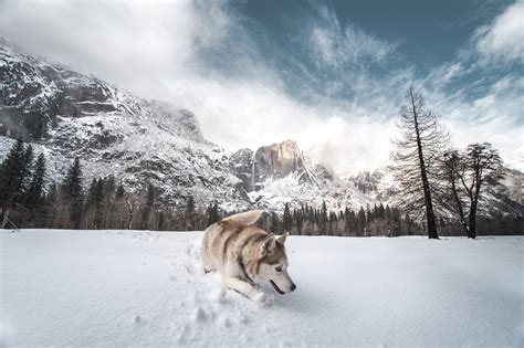 Siberian Husky In Snow 5k Wallpaper,HD Animals Wallpapers,4k Wallpapers ...