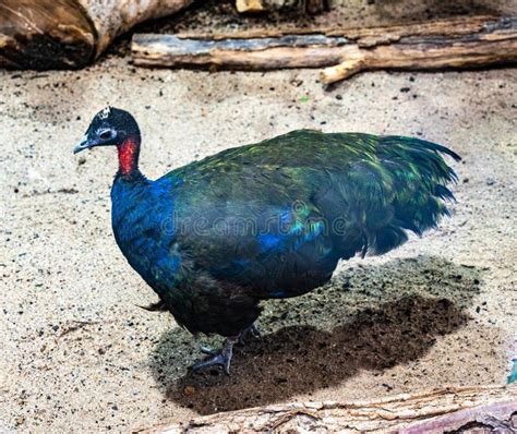 The Congo Peafowl Afropavo Congensis, Also Known As the African Peafowl ...