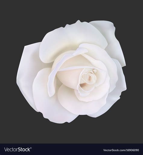 Realistic white rose Royalty Free Vector Image