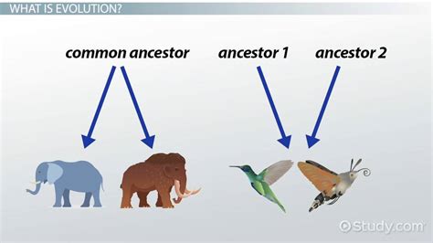 Divergent & Convergent Evolution | Comparison & Examples - Lesson ...