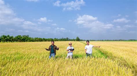 Invite each other to “hunt” beautiful photos with the ripe rice season ...