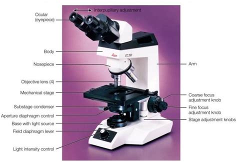 Parts of a Microscope - The Comprehensive Guide - Microscope and ...