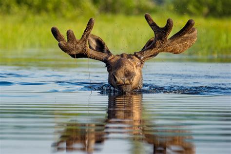 Swimming Bull Moose