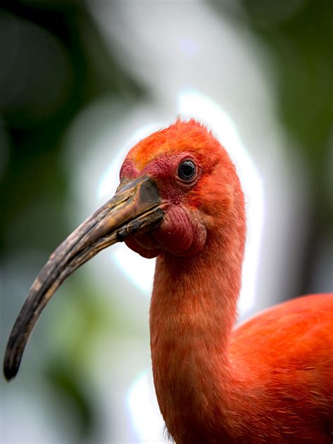 Scarlet Ibis | A scarlet ibis at the National Aquarium in Ba… | Flickr