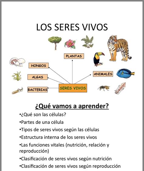 Clasificacion De Los Seres Vivos Para Ninos De Primaria Importancia ...